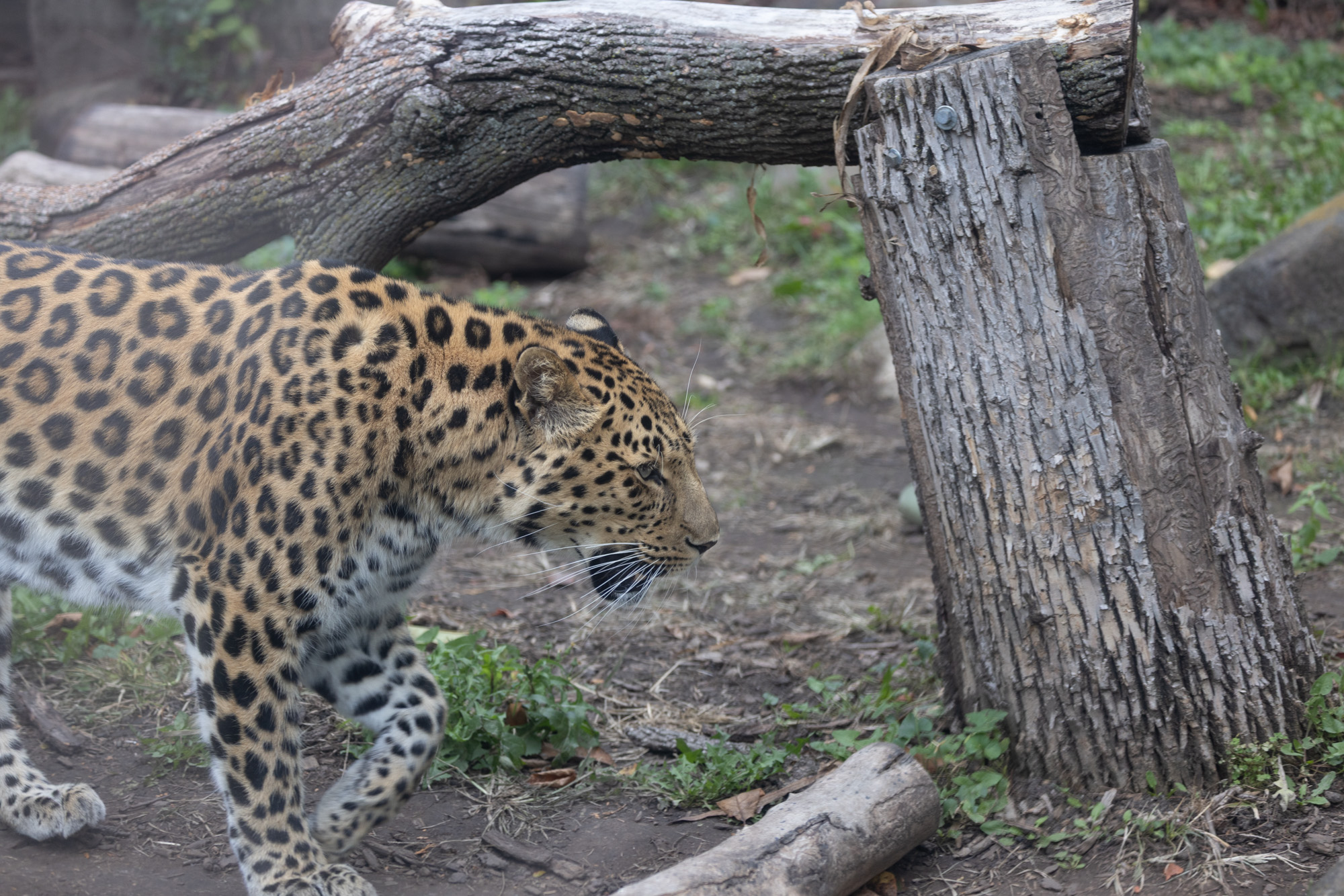 November 2025 - Steven Jungerwirth