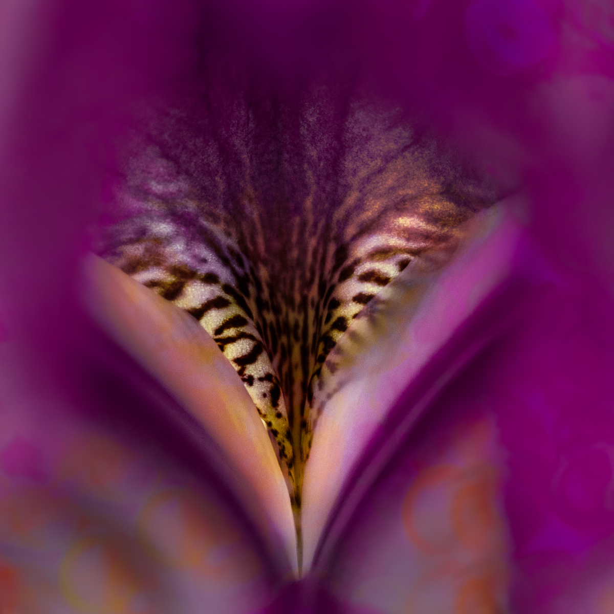 Purple Iris by Will Korn