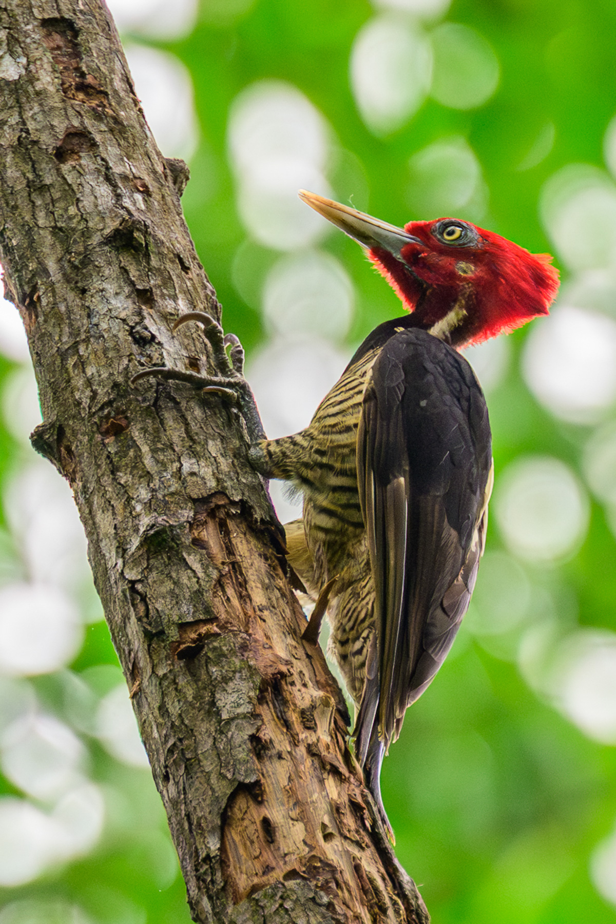 Woody the Woodpecker by Will Korn