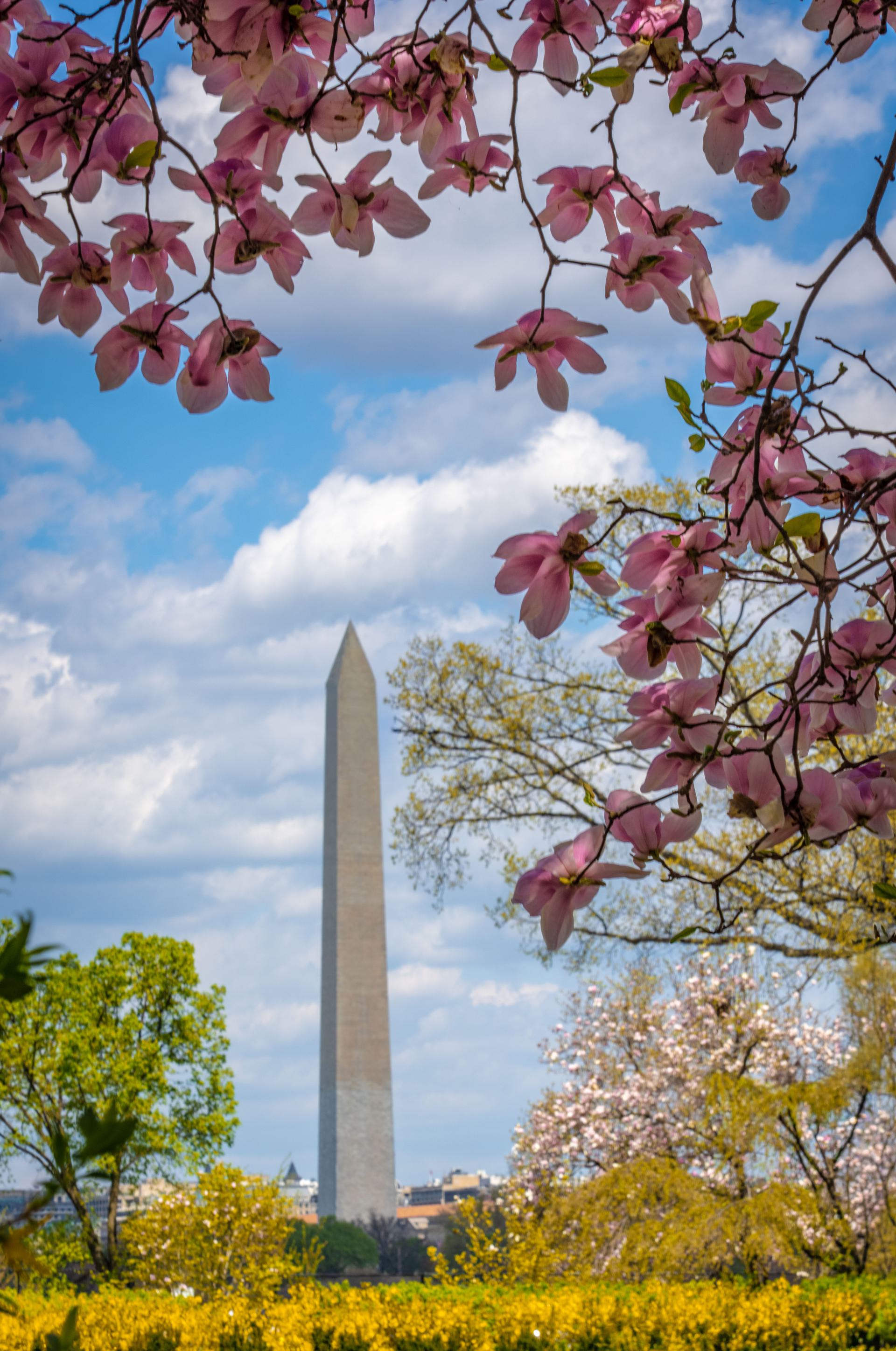 Spring comes by Quang Phan
