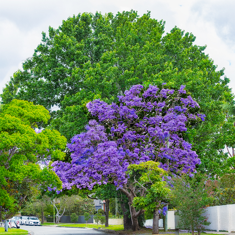 Jacaranda in full bloom