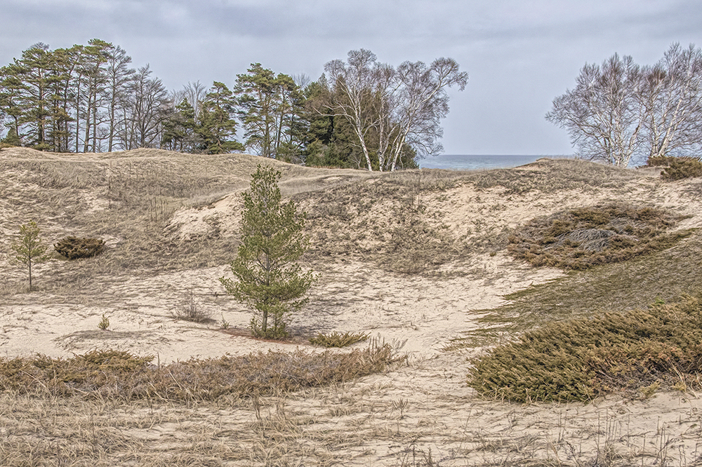 Kohler-Andrea State Park Sand Dunes 2 by Trey Foerster