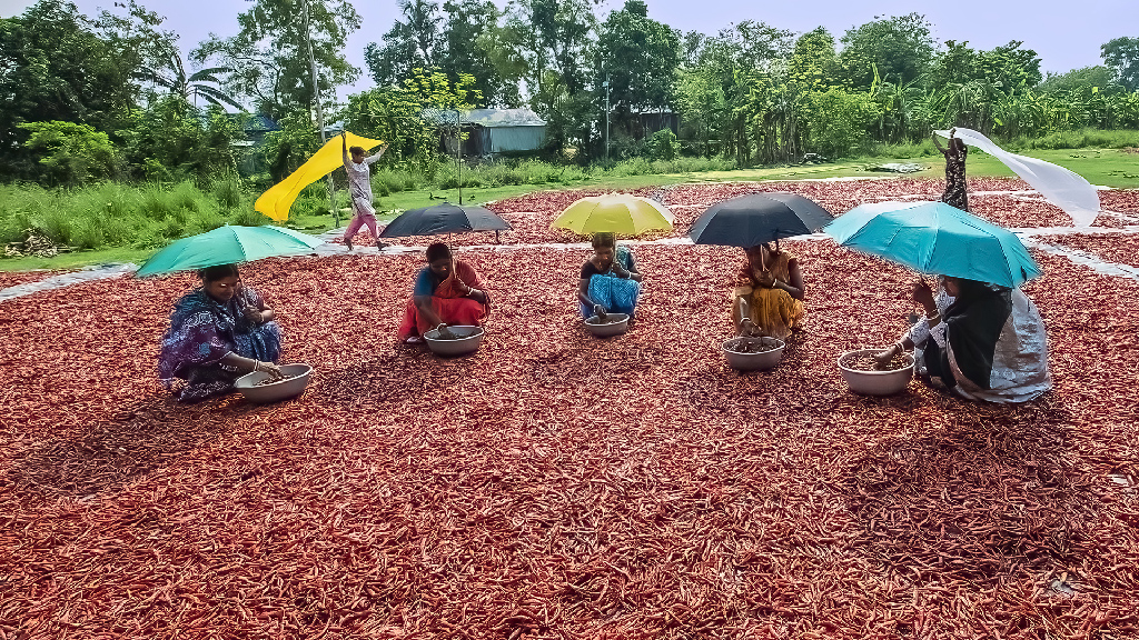 WOMEN WORKERS OF CHILLI FIELD by Sanat Kumar Karmakar