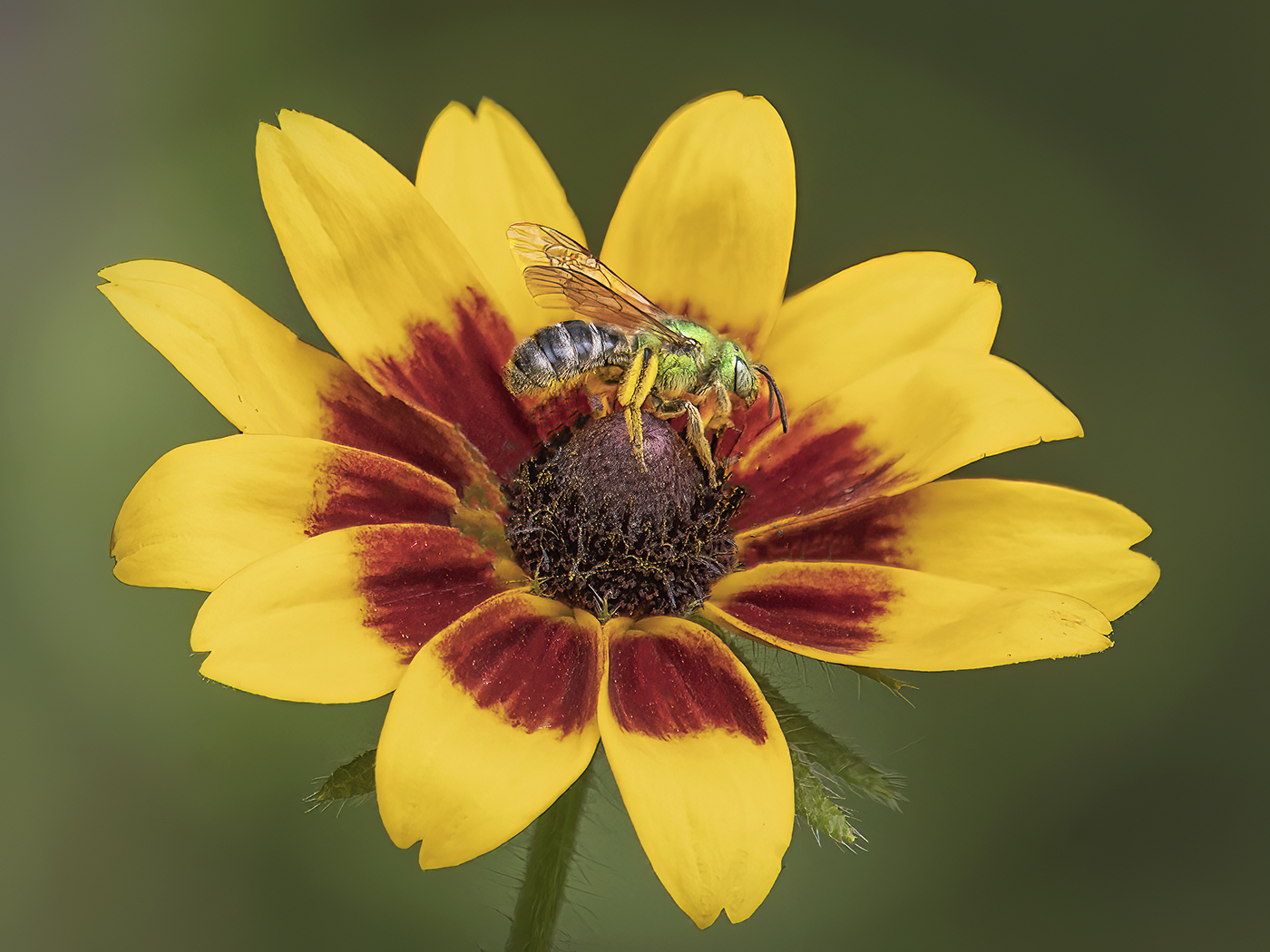 Green Bee on Rudbeckia by Bill Shissler