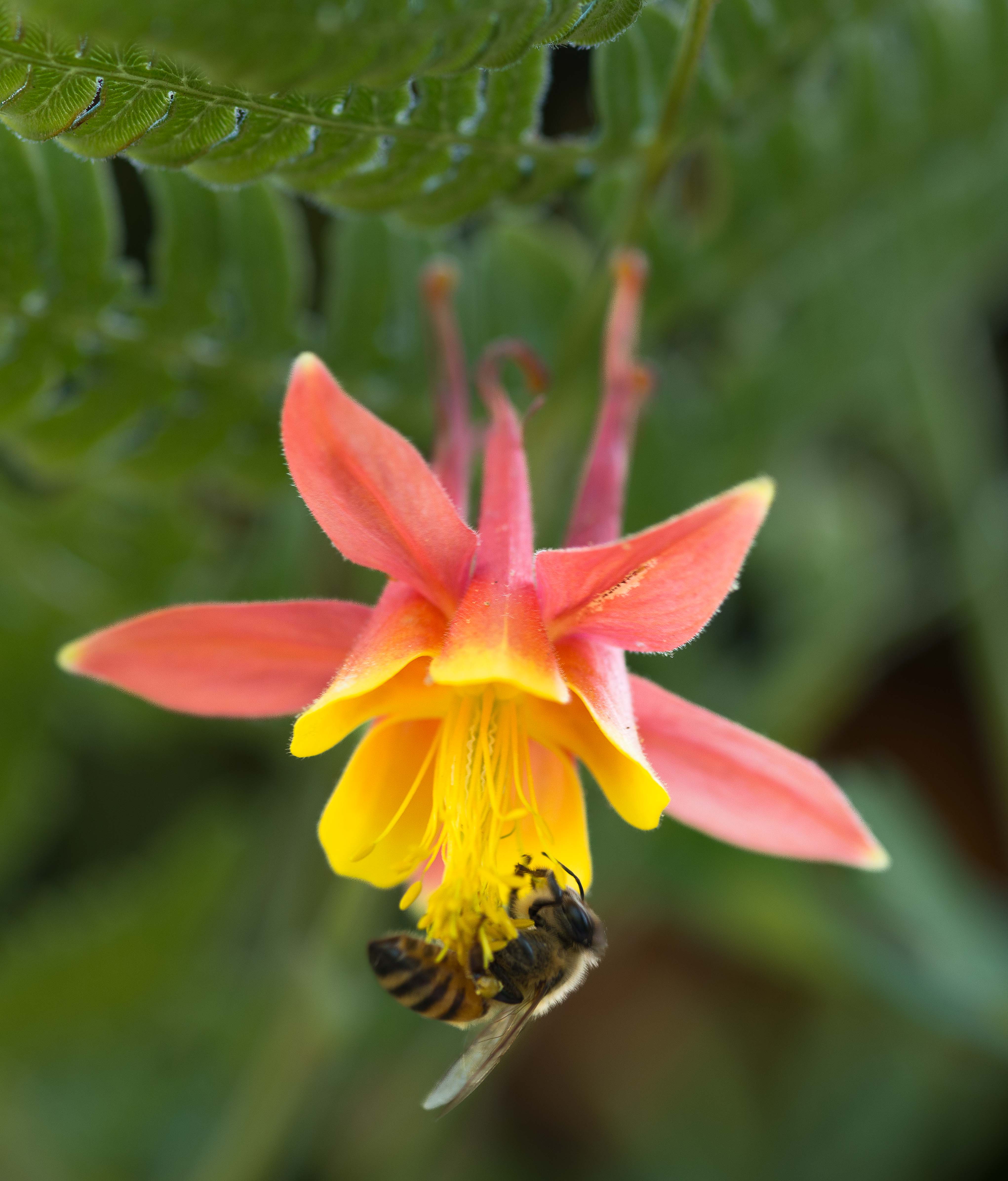 Bee & Columbine by Dave Ficke