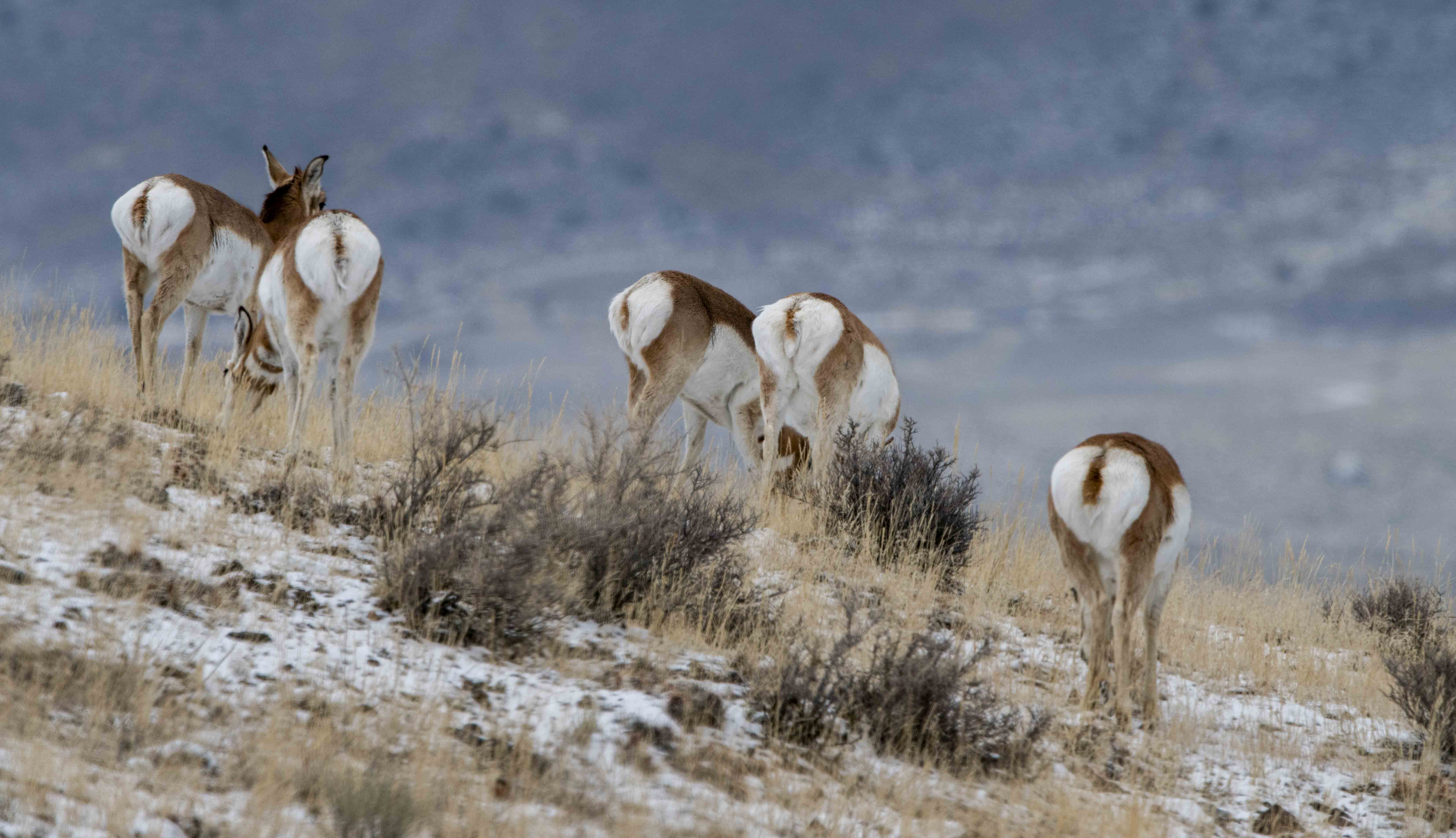 Butts in the Air by Dave Ficke
