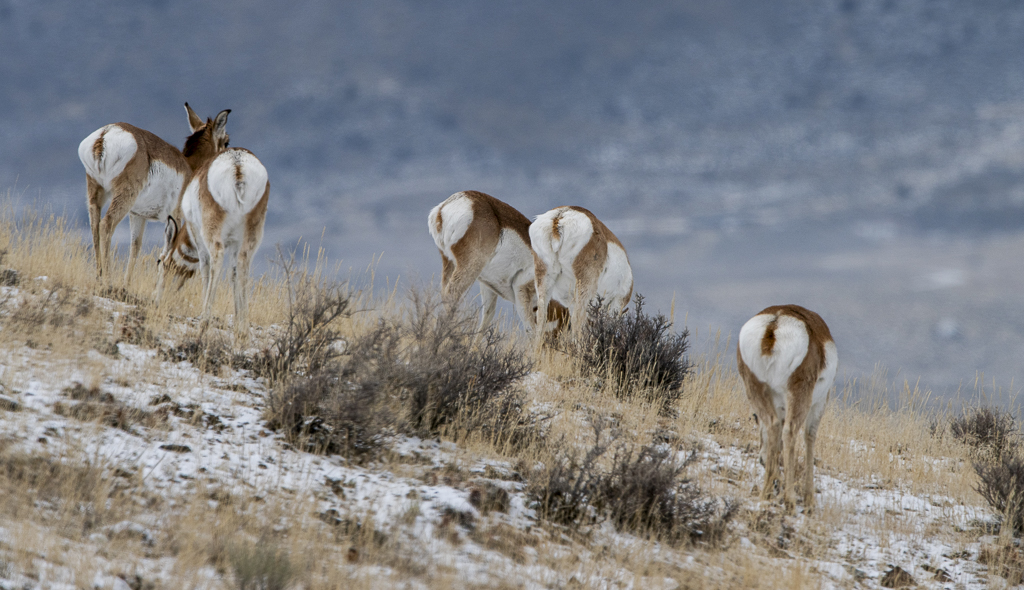 Butttts in the Air by Dave Ficke