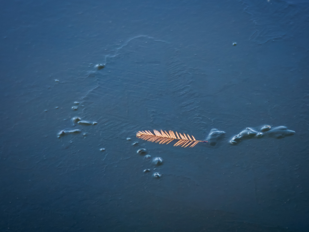 Leaf Trapped in Ice by Debby Berlyne