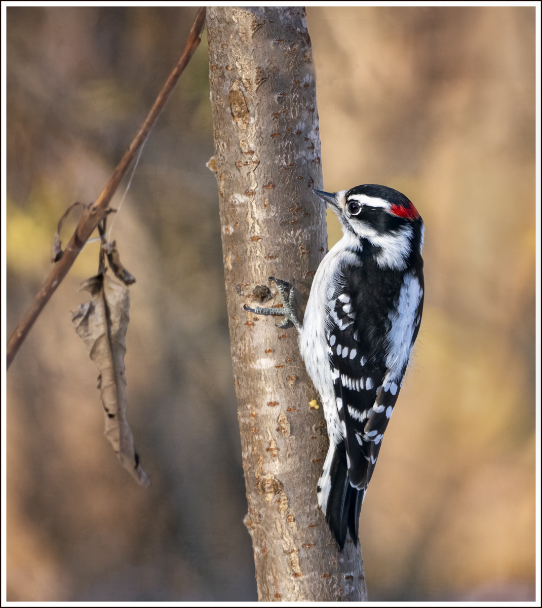 Downy Woodpecker.  by Marina Neyman