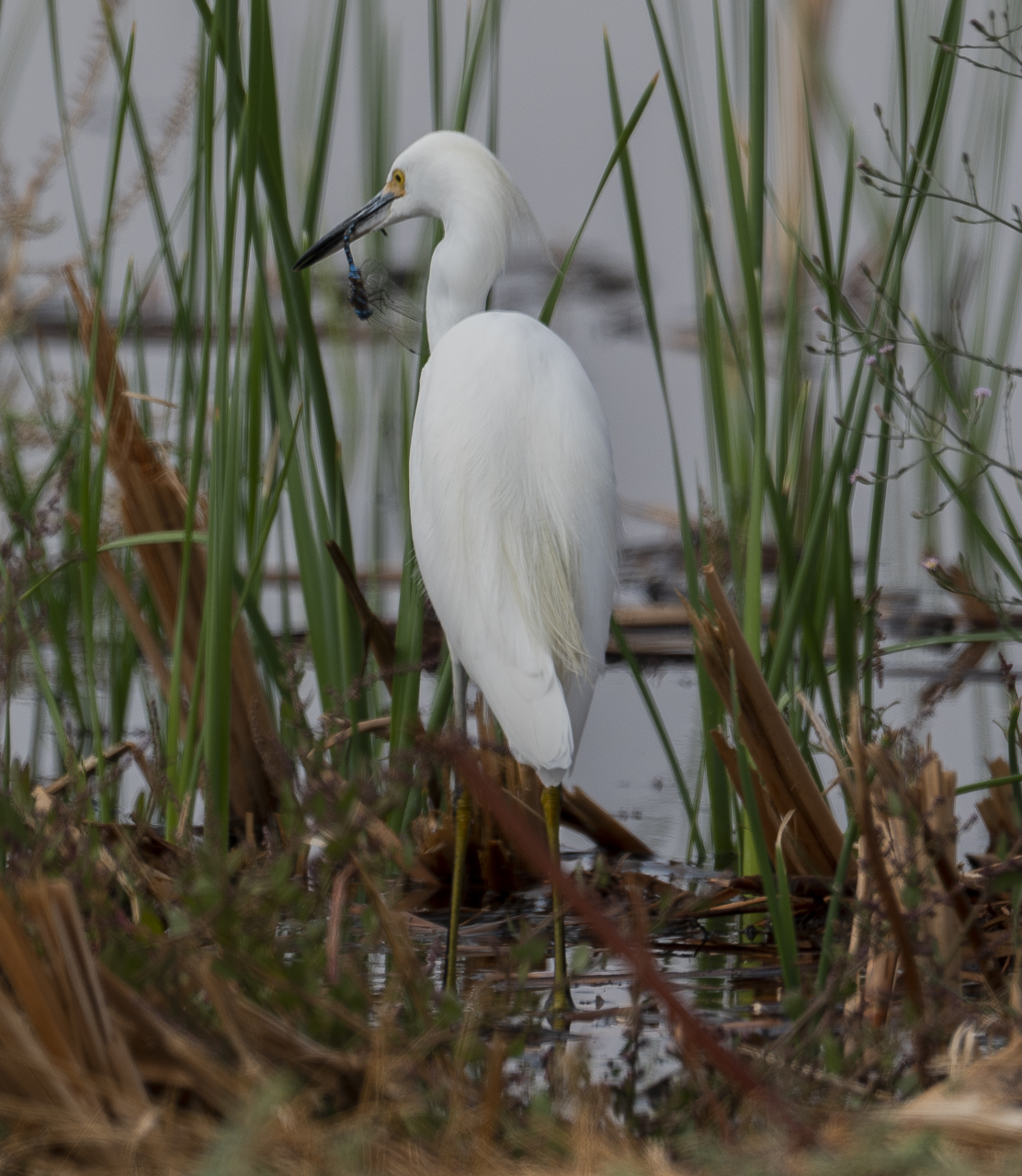 Egret with Dragonfly by Dave Ficke