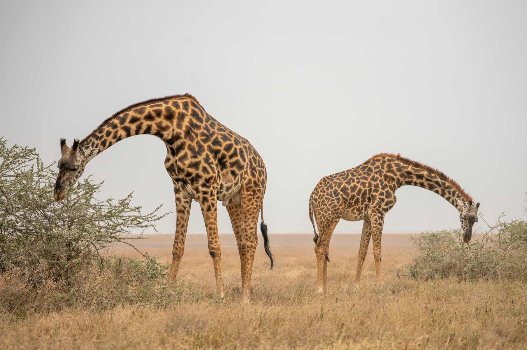 Giraffes by Marina Neyman
