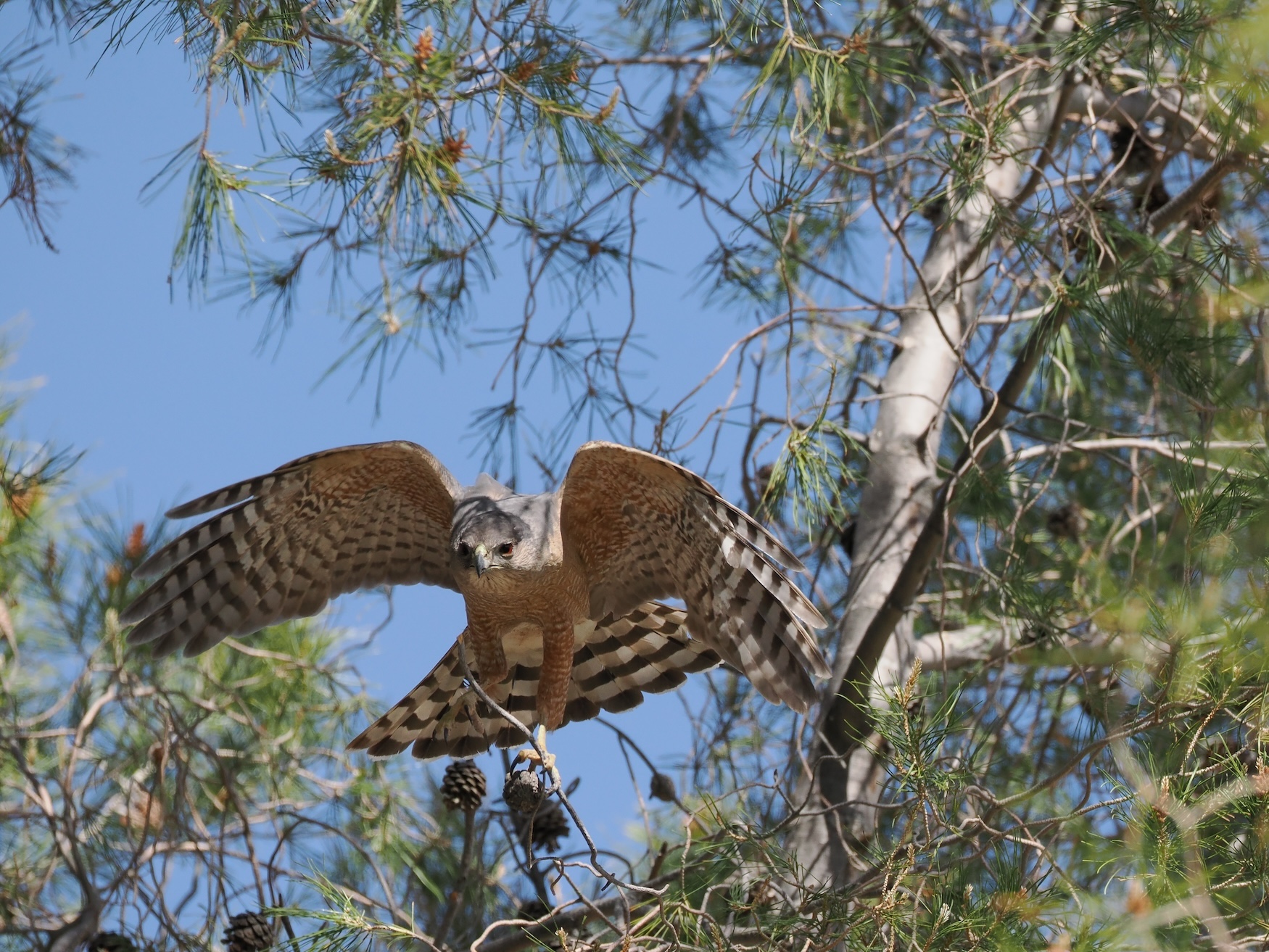 Coopers Hawk by Stephanie McAndrews
