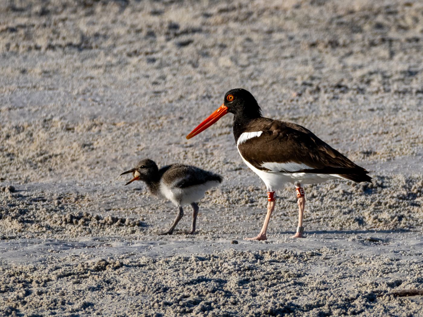 Oyster Catcher Fed Baby by Stephanie McAndrews