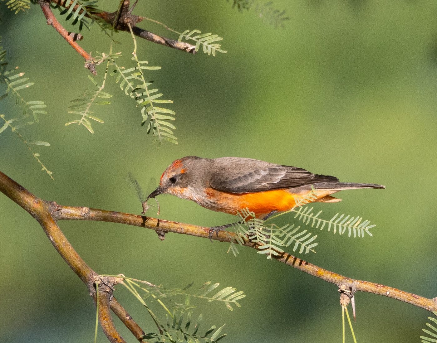 Title:  Vermillion Flycatcher Juvenile Male eating Damselfly by Stephanie McAndrews