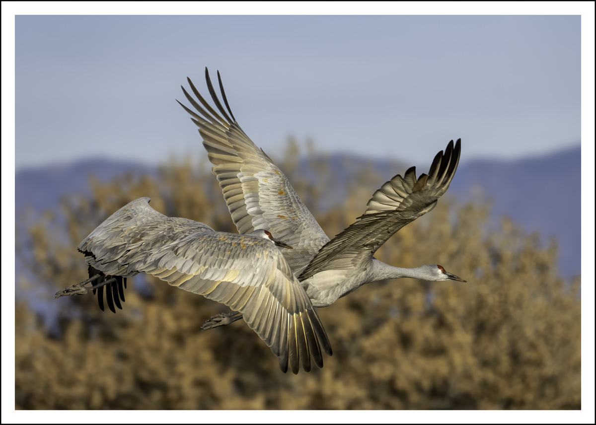 Sandhill Cranes by Marina Neyman