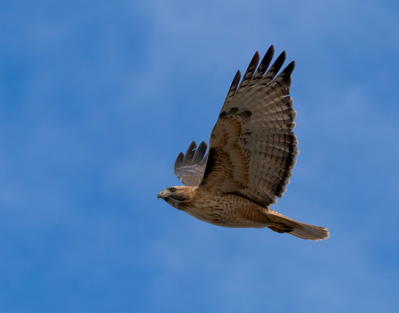 Red-tailed Hawk soaring by Stephanie McAndrews