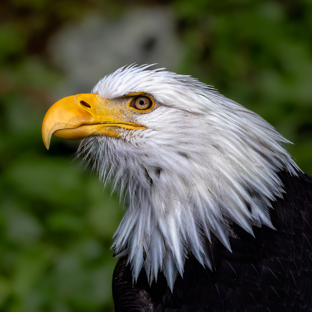 Bald Eagle (Haliaeetus leucocephalus) by Frans Gunterus