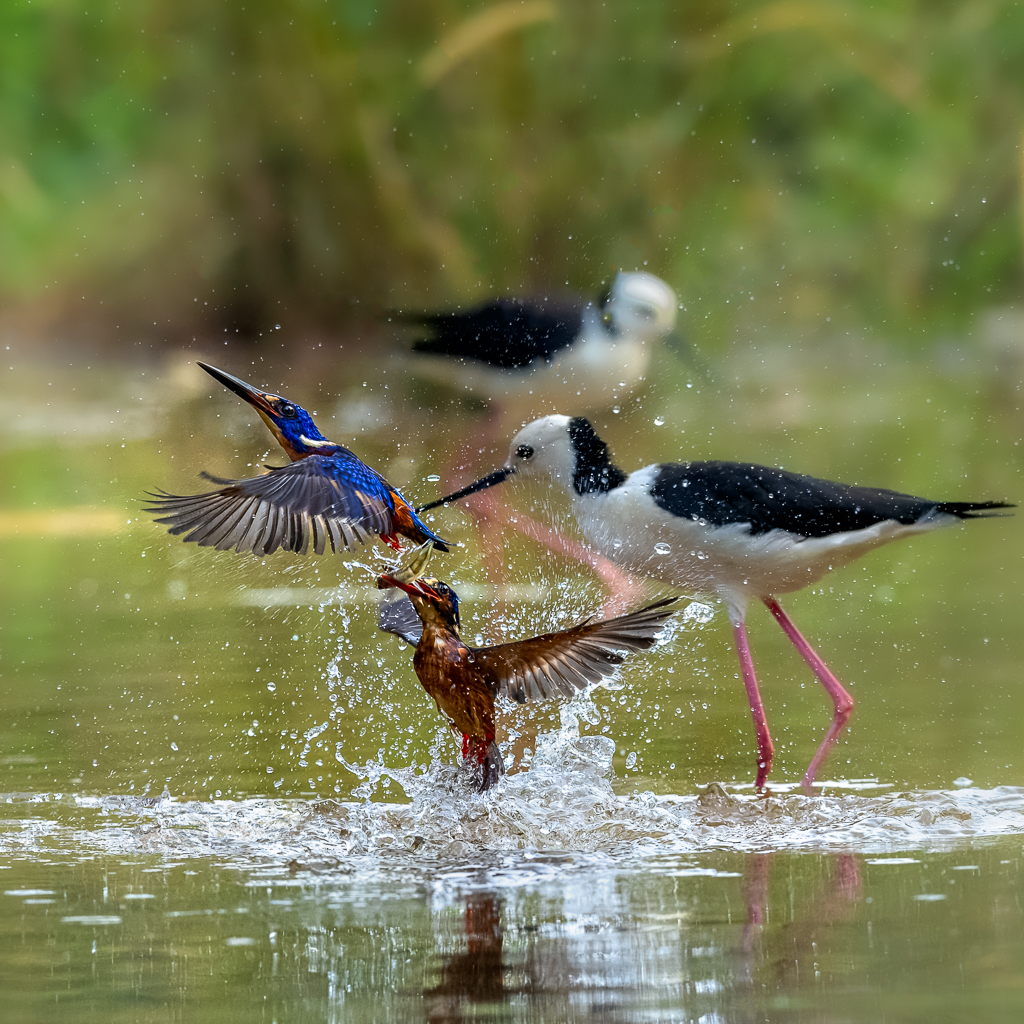 White-headed Stilt (Himantopus) by Frans Gunterus