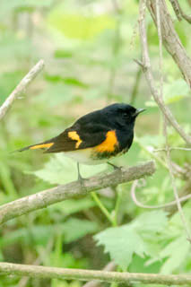 Male American Redstart by Ginny Salus