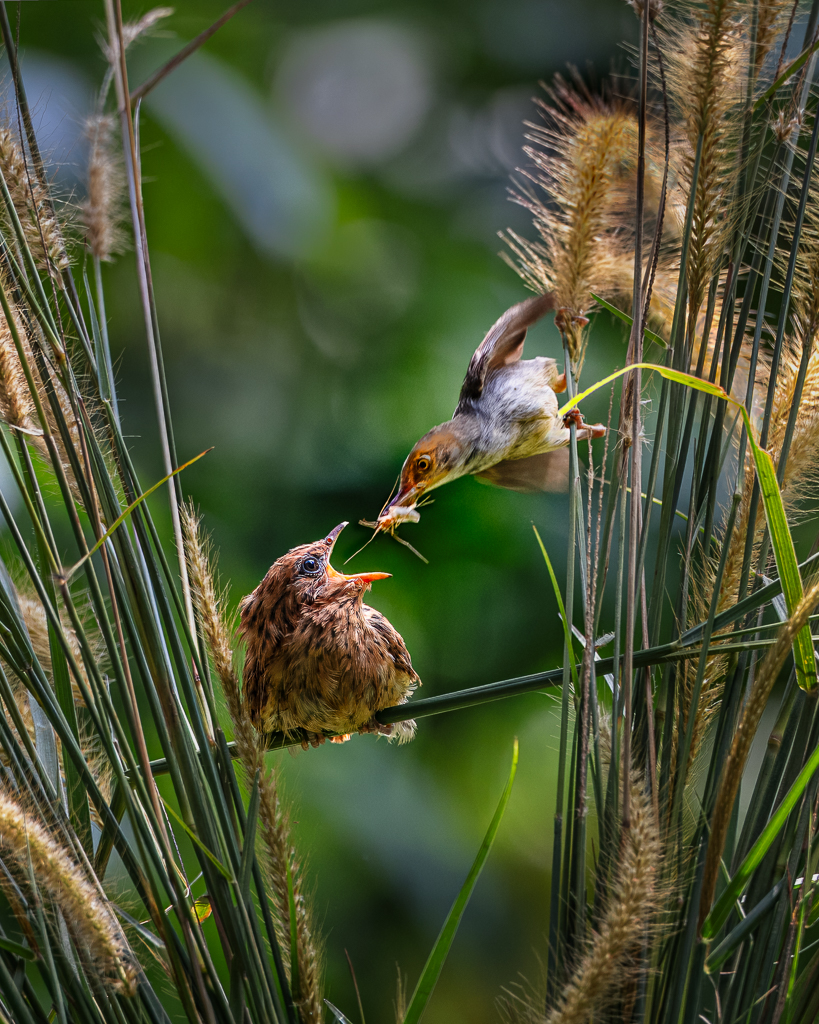 Mother Prenjak feeds a Cuckoo Chick by Frans Gunterus