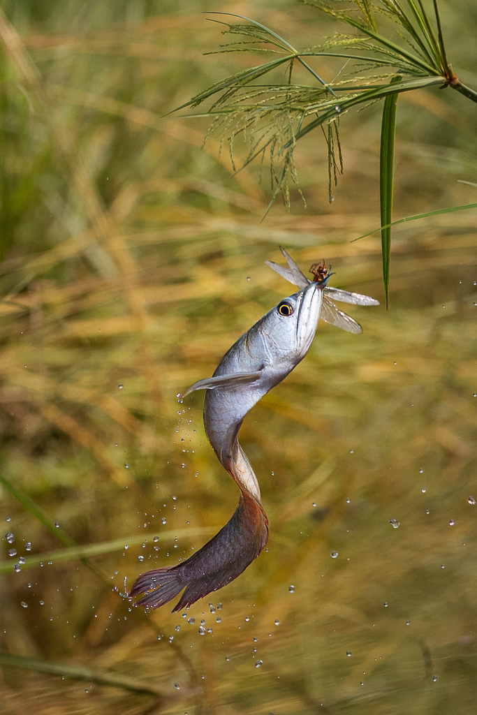 Silver Arowana by Frans Gunterus