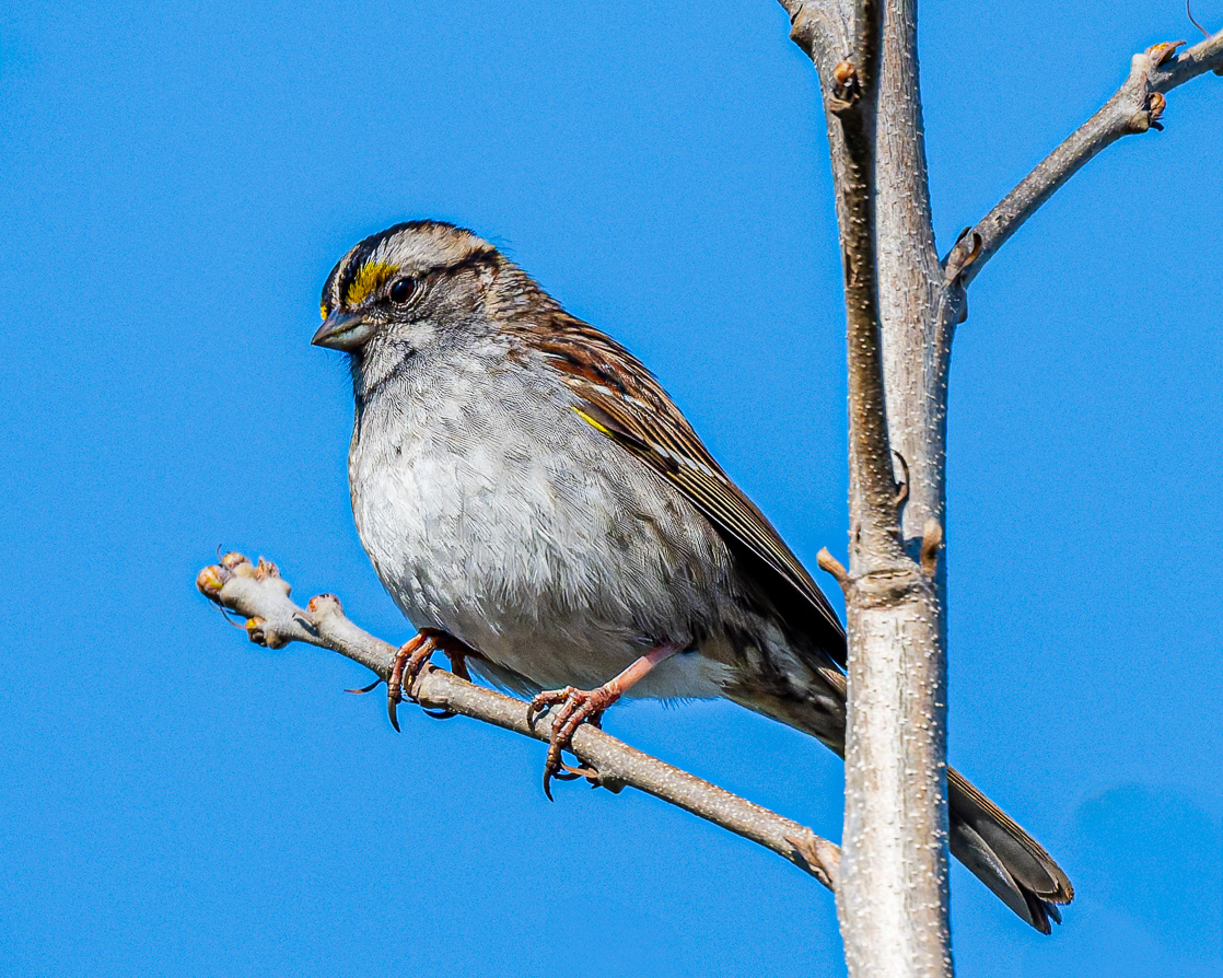 Watching For Lunch by Howard Frank