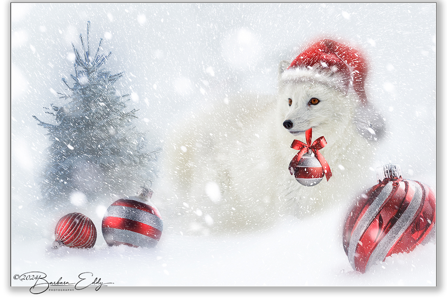 Arctic Fox - Holiday Greeting by Barbara Eddy