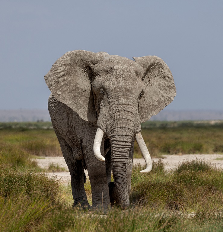 Ghost Elephant by Alison Mees