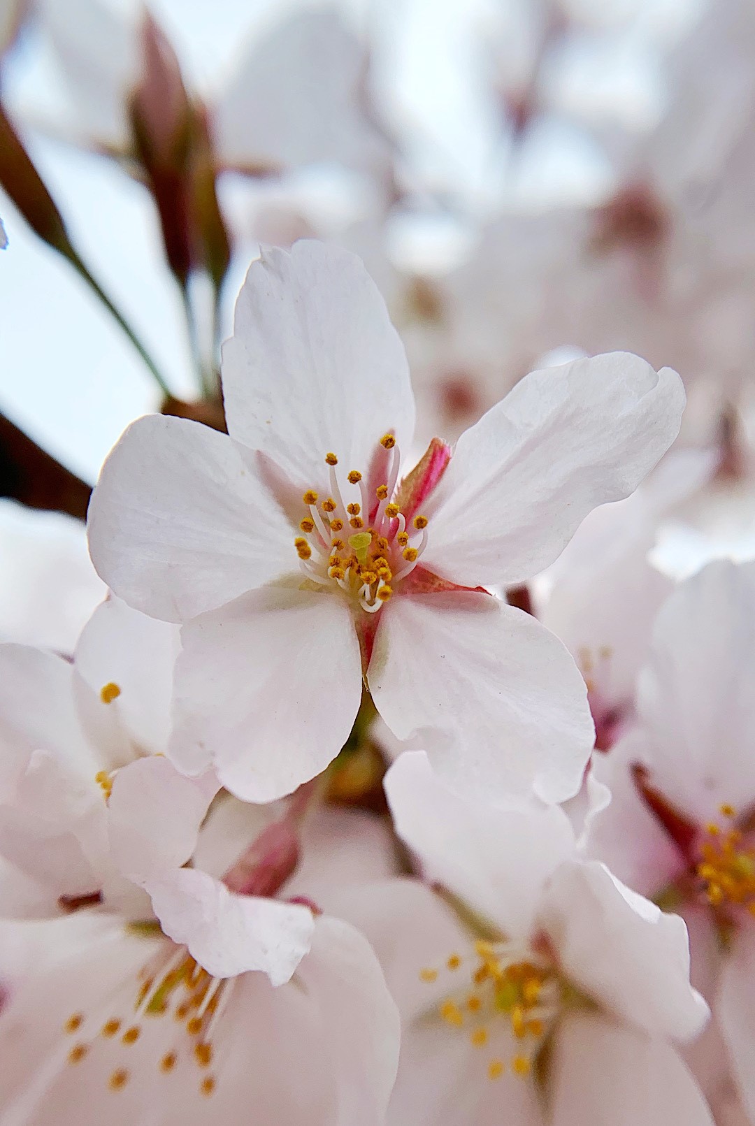 Cherry Blossom  by Andrea McLaughlin