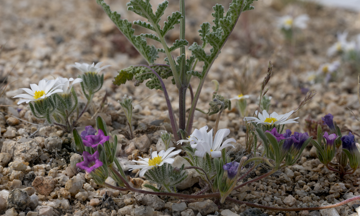 Desert Bloom by Dave Ficke