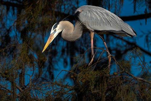 Great Blue Heron in Breeding Plumage by Ginny Salus