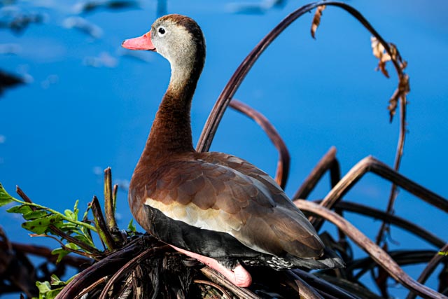 Black-bellied Whistling Duck by Ginny Salus