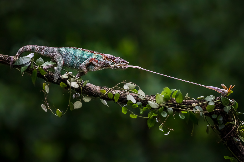 Chameleon by Frans Gunterus, QPSA