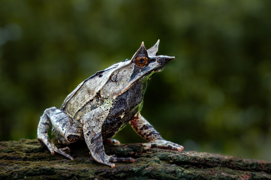 Long Nosed Horned Frog by Frans Gunterus