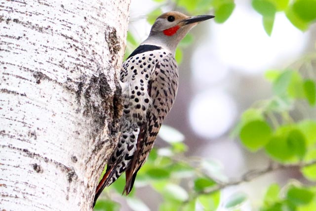 Northern Flicker by Ginny Salus