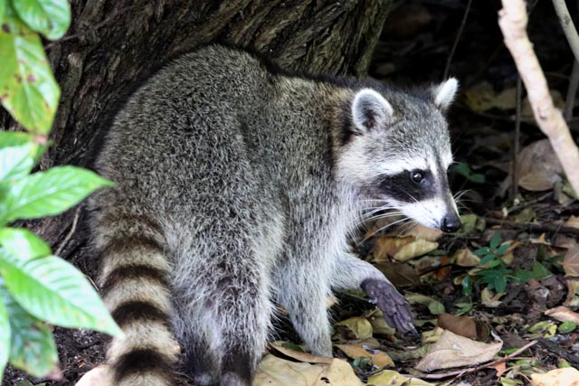 Raccoon by Ginny Salus