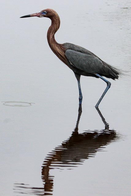 Reddish Egret by Ginny Salus