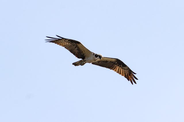 Osprey