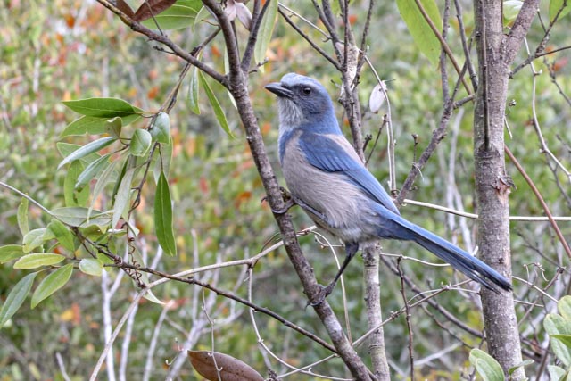 Florida Scrub Jay by Ginny Salus