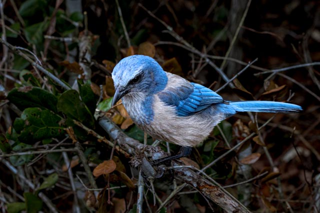 Scrub Jay