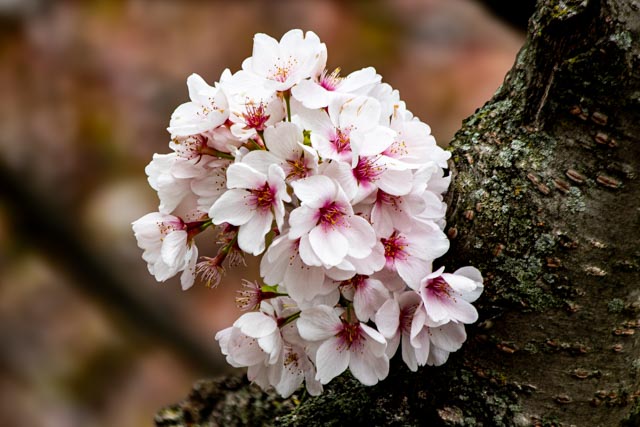 Cherry Blossoms in DC by Ginny Salus