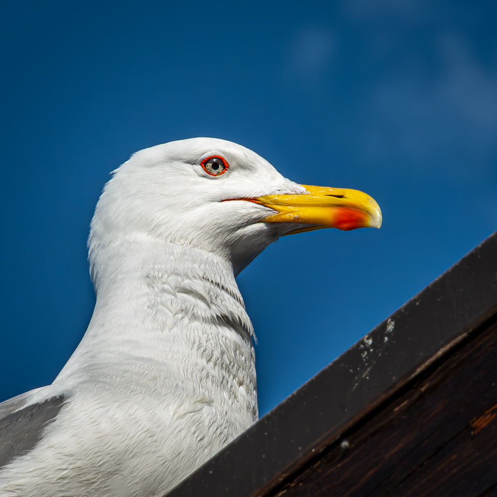 Yellow Legged Gull by Frans Gunterus