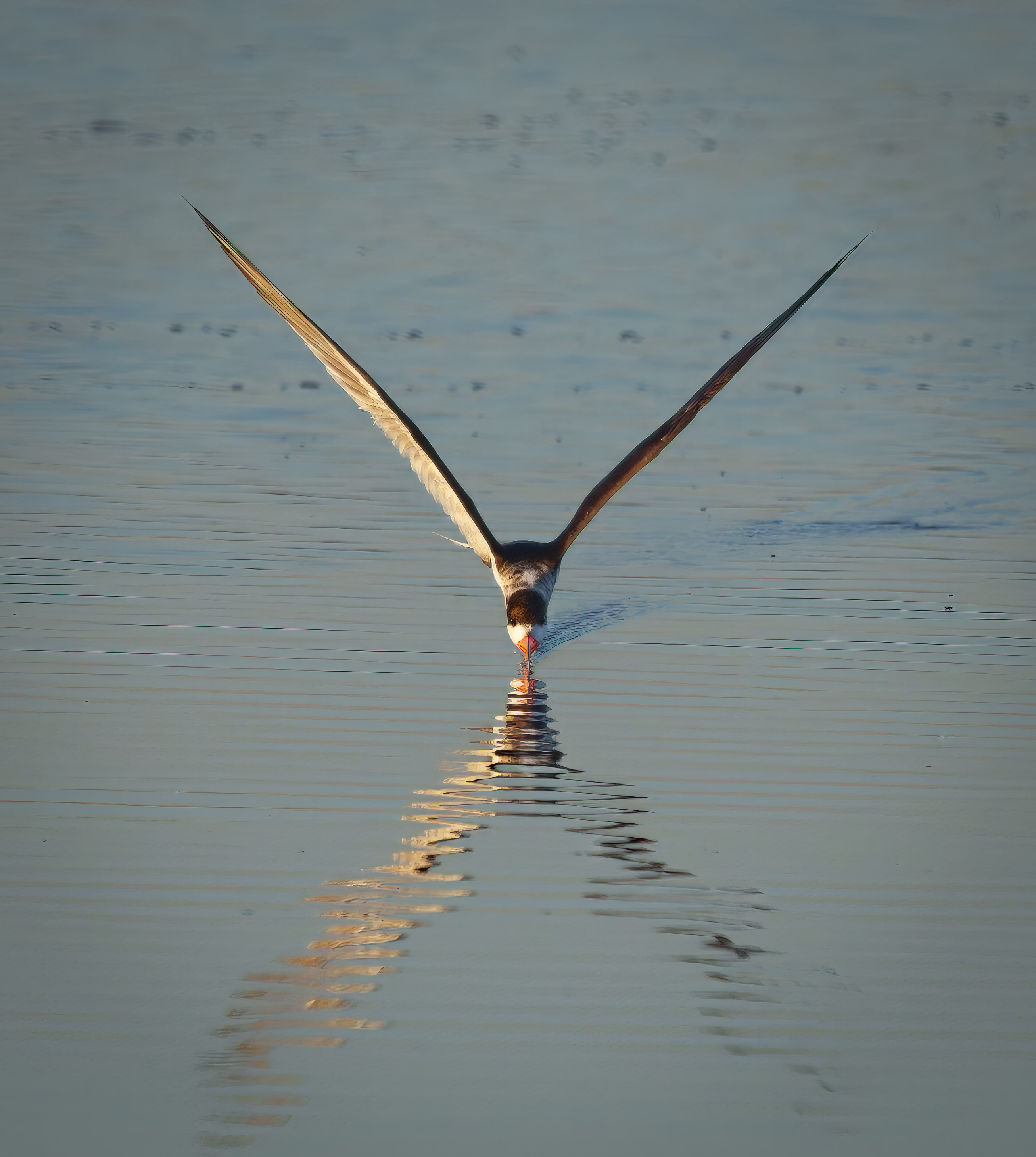 Merritt Island Black Skimmer by Dan McKenna