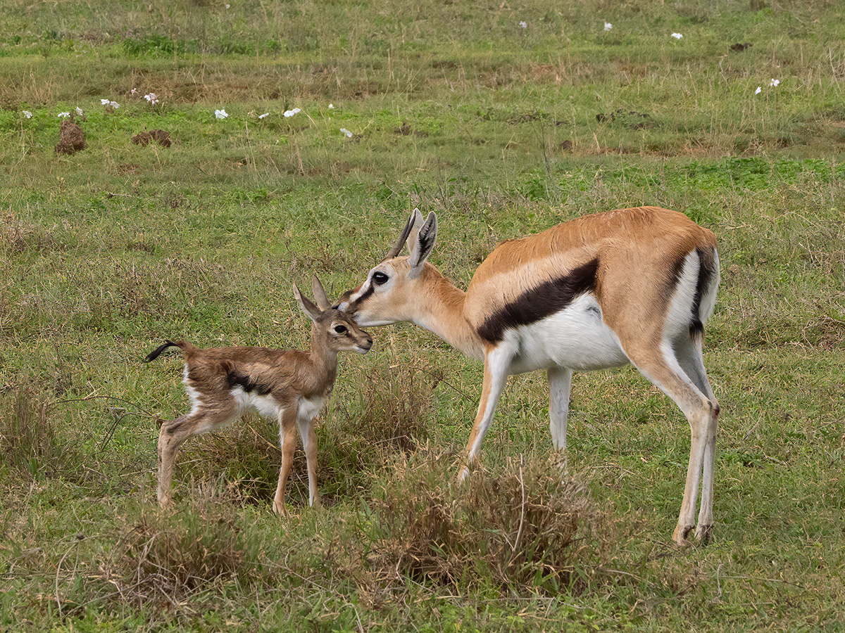 Thomson's Gazelle Cleaning Fawn  by Stephanie McAndrews