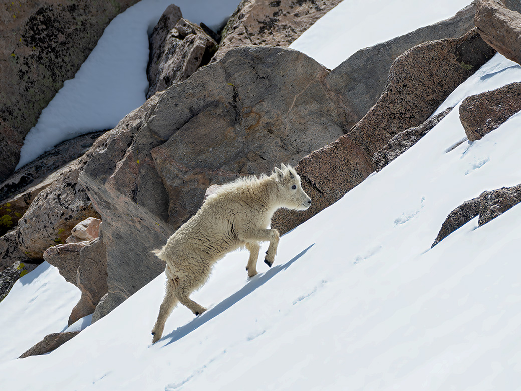 : Mt. Goat Yearling Trekking after Mama by Stephanie McAndrews