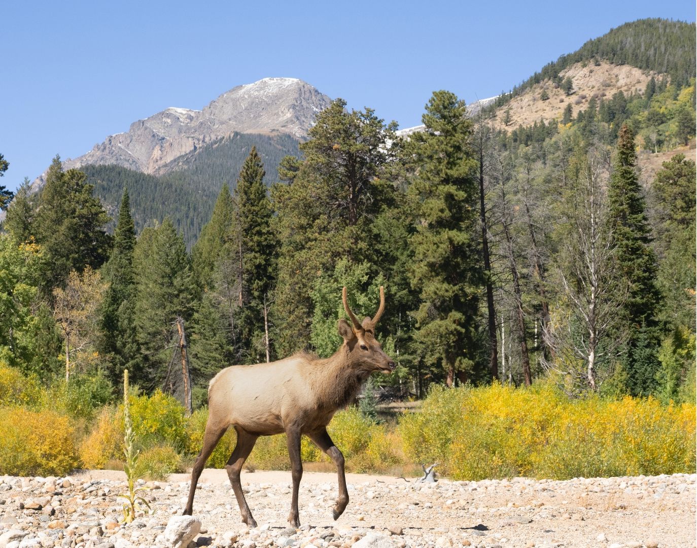 Young Elk Buck Prancing