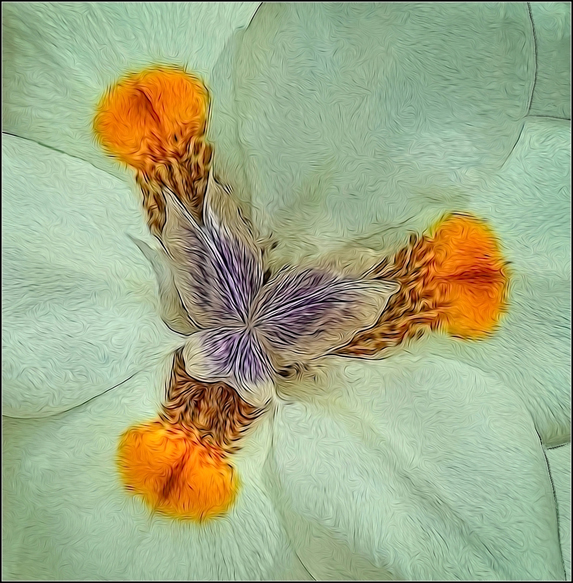African Lily by Janet Pieper