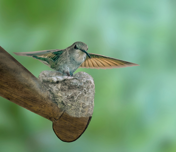 Hummingbird Landing by Janet Pieper