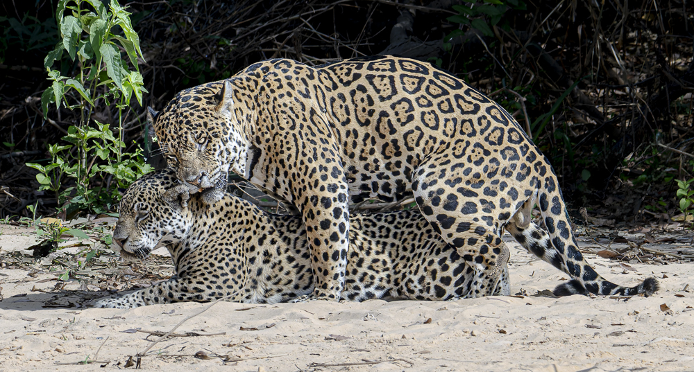 Jaguars Mating by Howard Frank