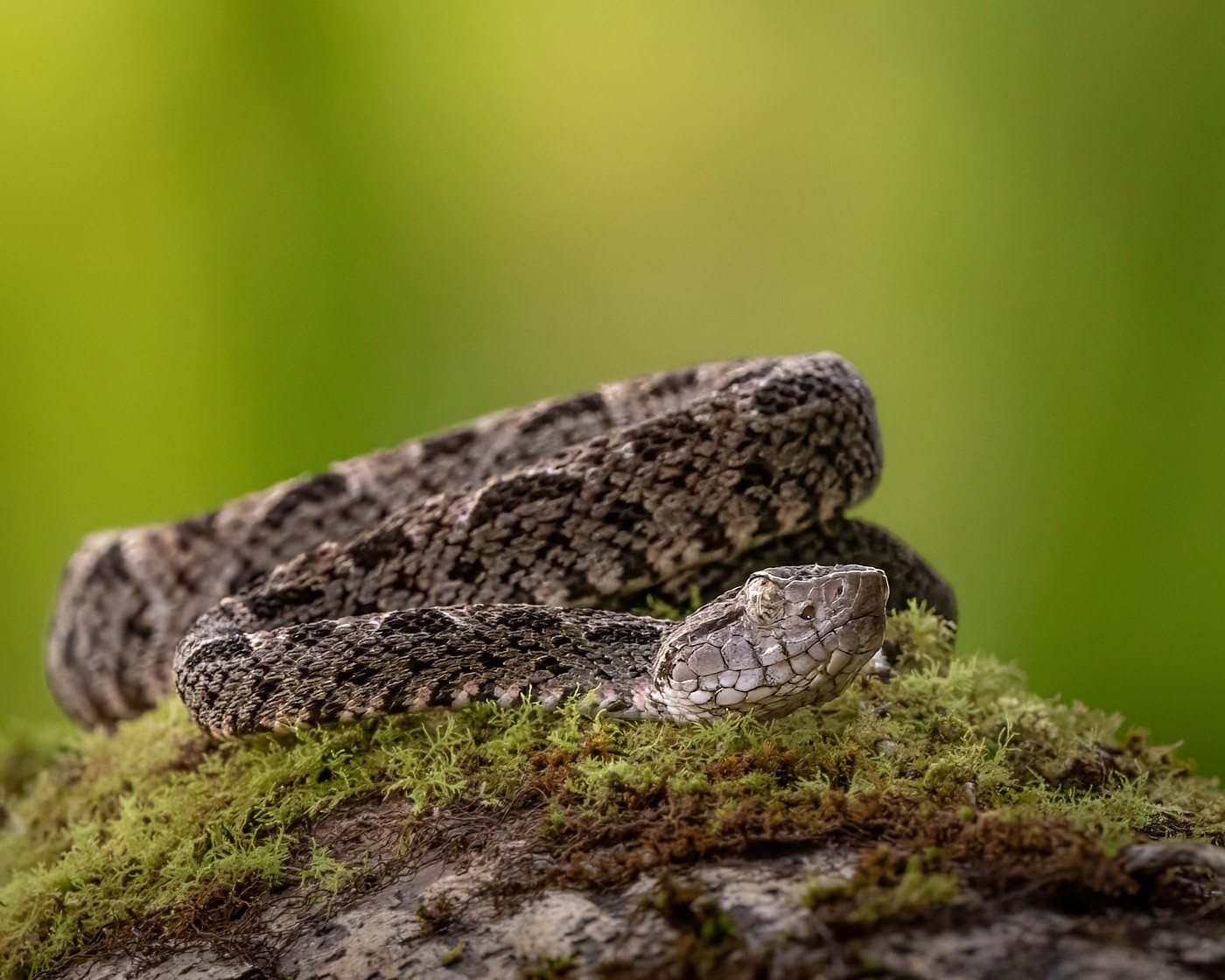 Vigilant juvenile Fer-De-Lance  by Richard Camp